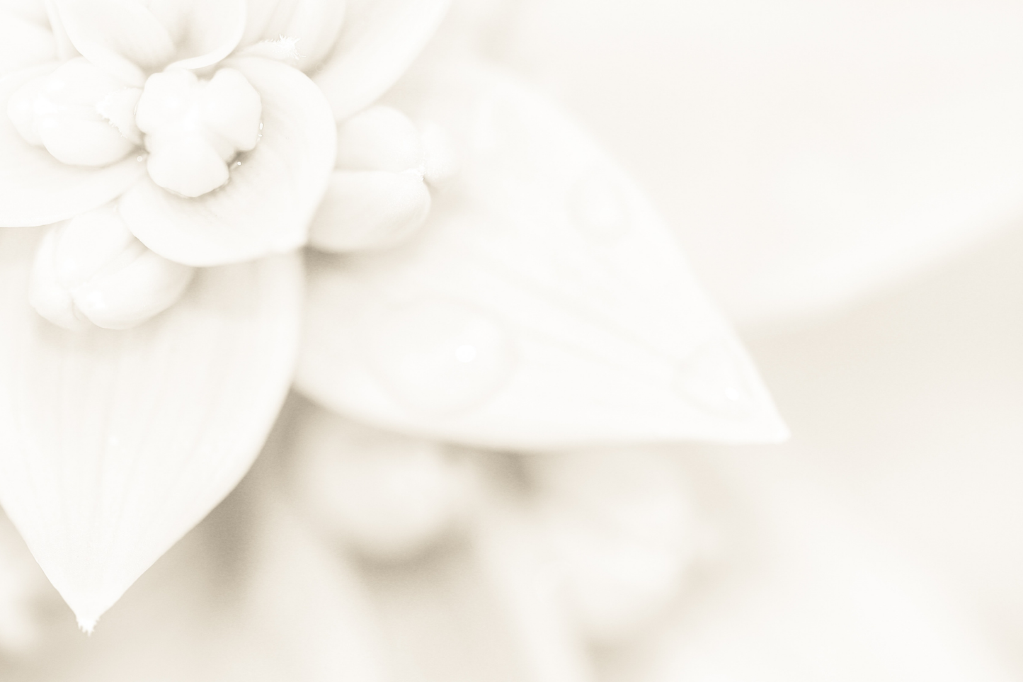 Weiße Blüte – Postkarten-Hintergrund 10x15 MayVerleih