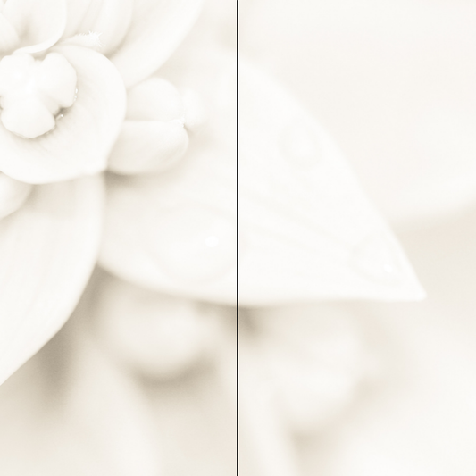 Blüte Weiß